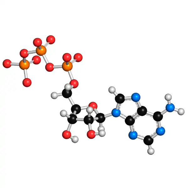 ADP (adenosín difosfato disódico)