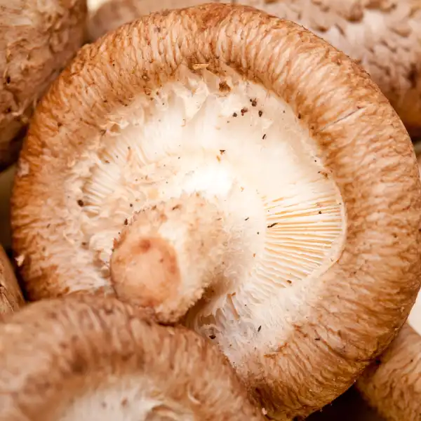 AHCC® Standard-FG (shiitake)