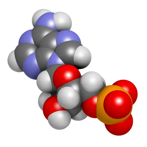 AMP (adenosín mofosfato )