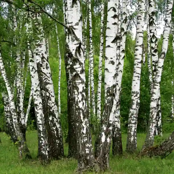 Abedul (Betula alba)