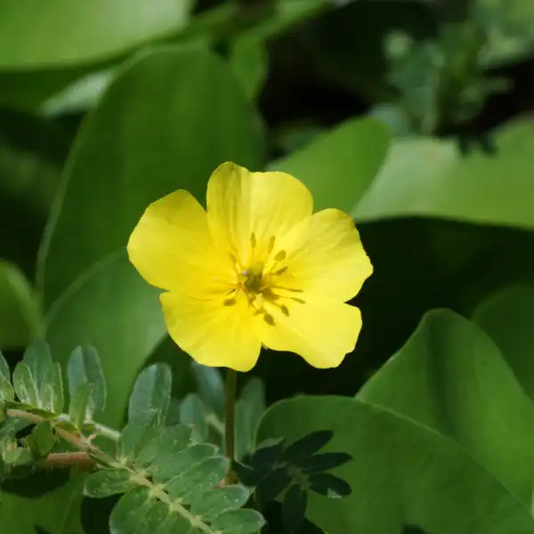 Abrojo (Tribulus terrestris)