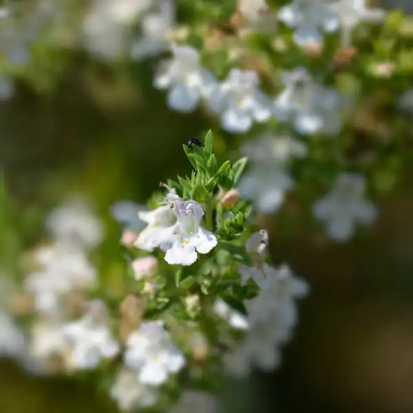 Aceite esencial de ajedrea