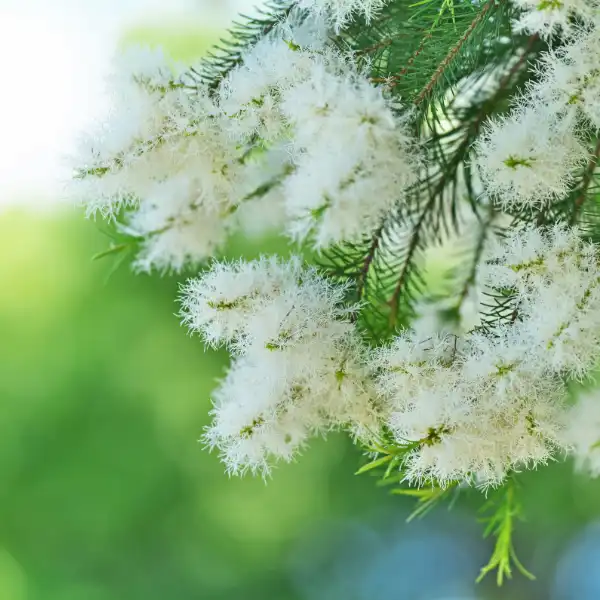 Aceite esencial de árbol de té