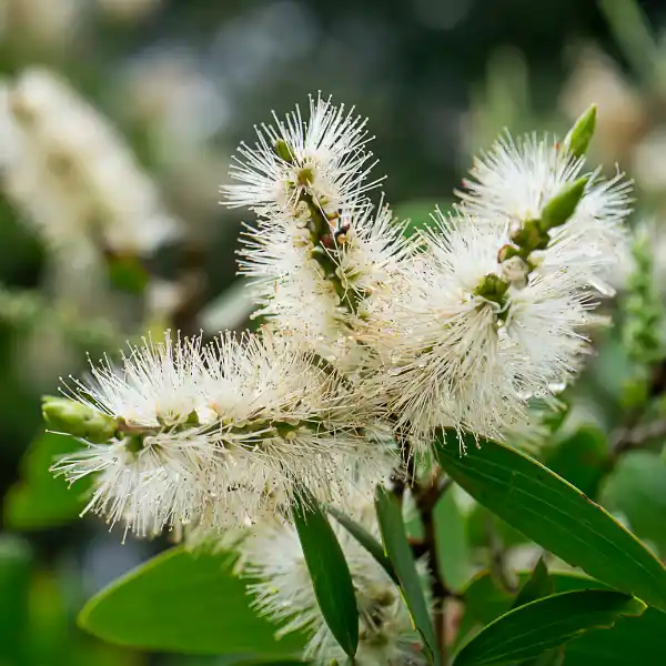 Aceite esencial de niaouli