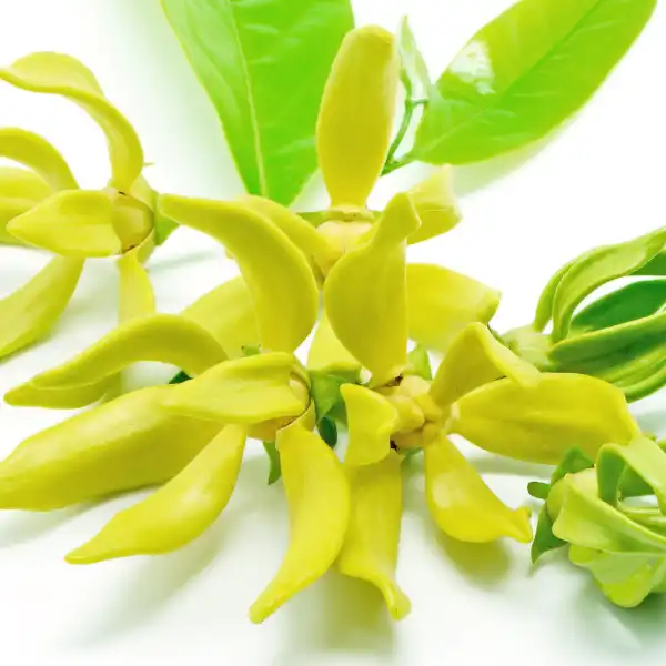 Aceite esencial de ylang-ylang