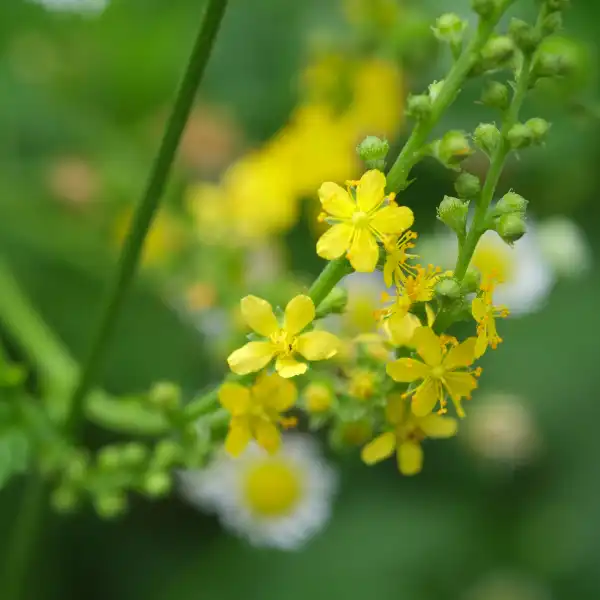 Agrimnoia (Agrimonia eupatoria)