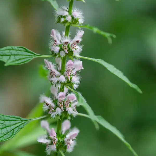 Agripalma (Leonurus cardiaca)