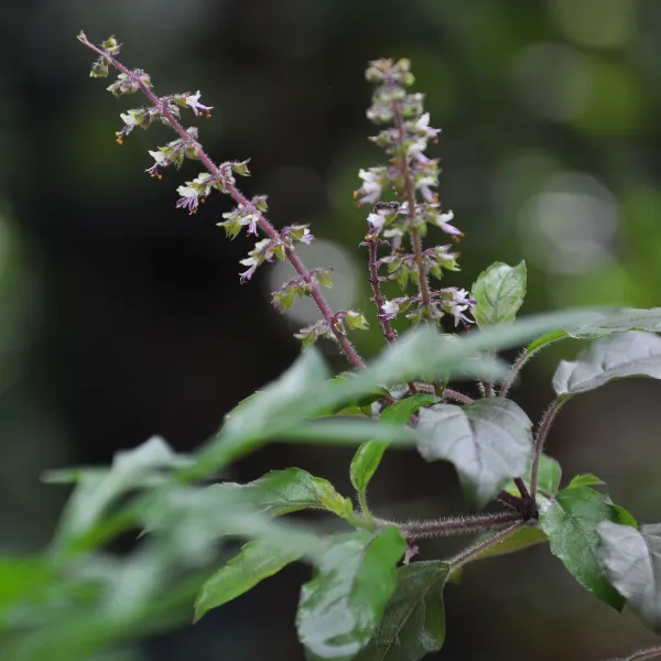 Albahaca india o tulsi (Ocimum tenuiflorum)