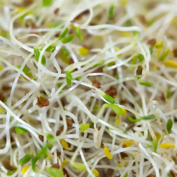 Alfalfa (Medicago sativa)