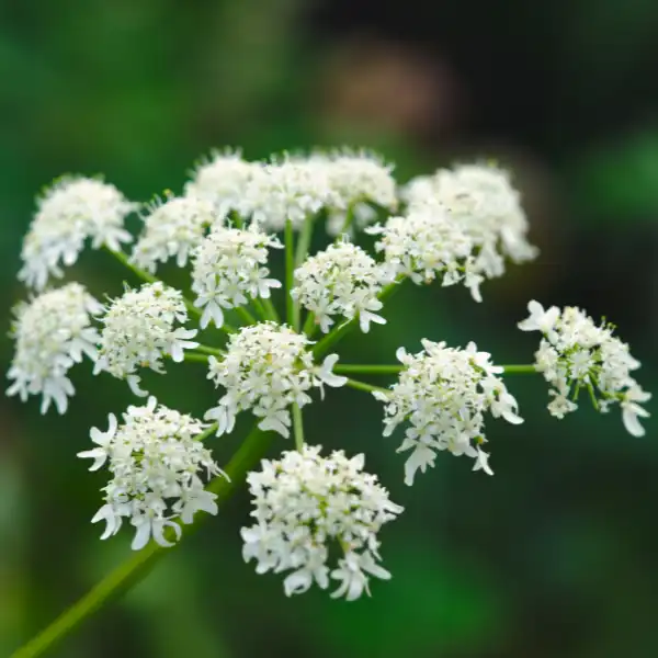 flores blancas de angélica o angelica archangelica. Componente de origen vegetal