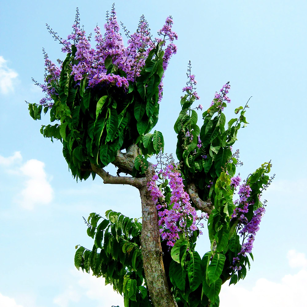 Banaba o Lagerstroemia speciosa. Bùi Thụy Đào Nguyên. (1 de enero de 2010). Bằng lăng tím ở ở Long Xuyên (An Giang, Việt Nam). [Imagen]. Wikimedia Commons https://commons.wikimedia.org/w/index.php?title=File:B%E1%BA%B1ng_l%C4%83ng_t%C3%ADm_%E1%BB%9F_Long_Xuy%C3%AAn.jpg&oldid=415718694