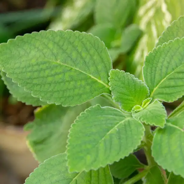 Boldo (Peumus boldus)