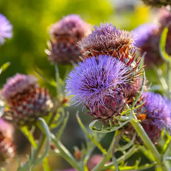 Cardo mariano (Silybum marianum)