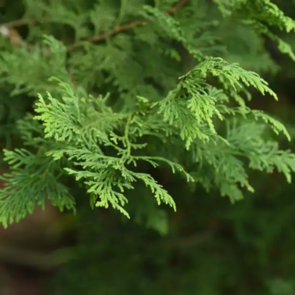 Ciprés (Cupressus sempervirens)