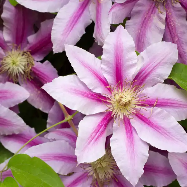 Clemátide (Clematis vitalba)