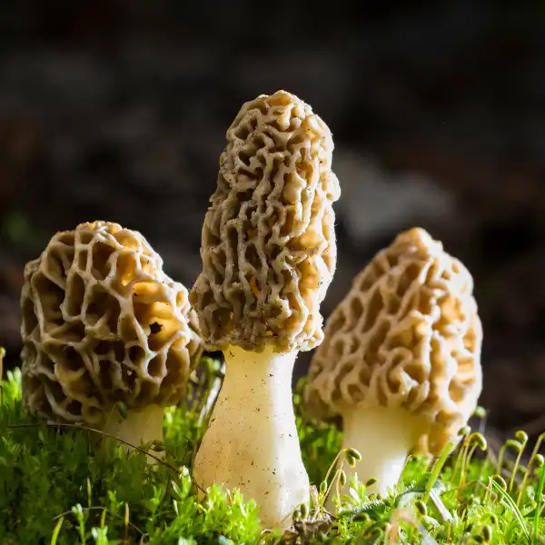 Colmenilla (Morchella angusticeps)