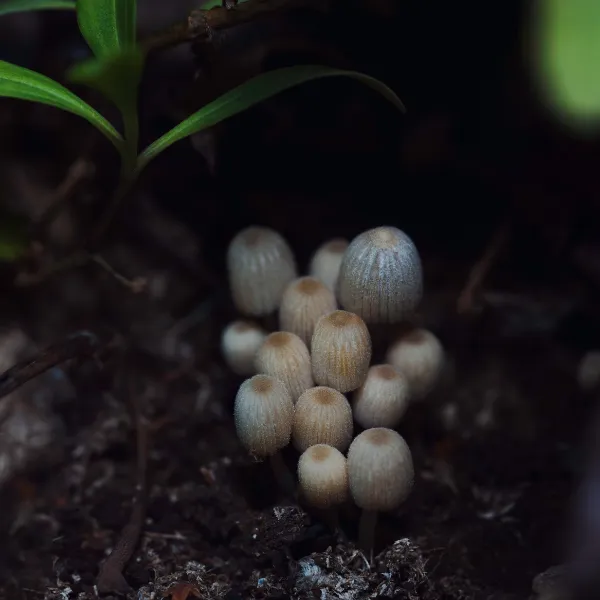 Coprinus (Coprinus comatus)