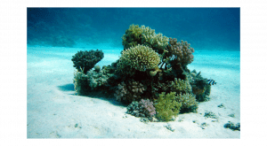 Coral marino