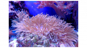 Coral cálcico