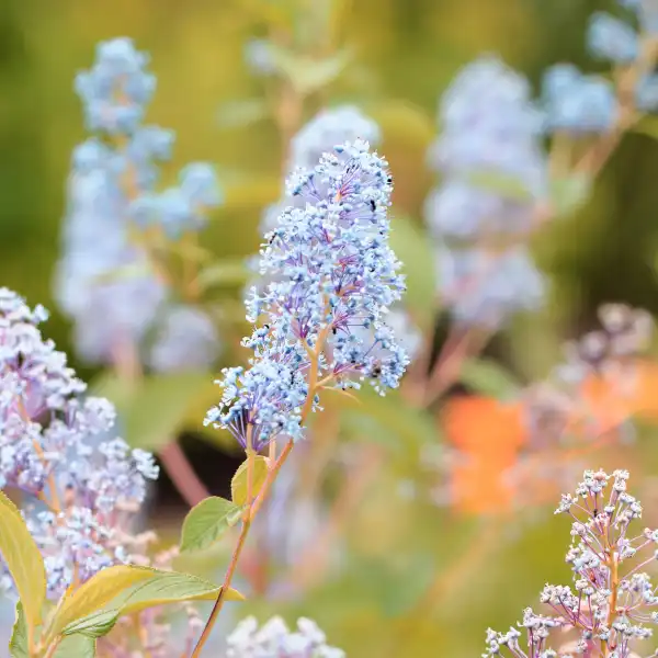 Deerbrush (Ceanothus integerrimus)