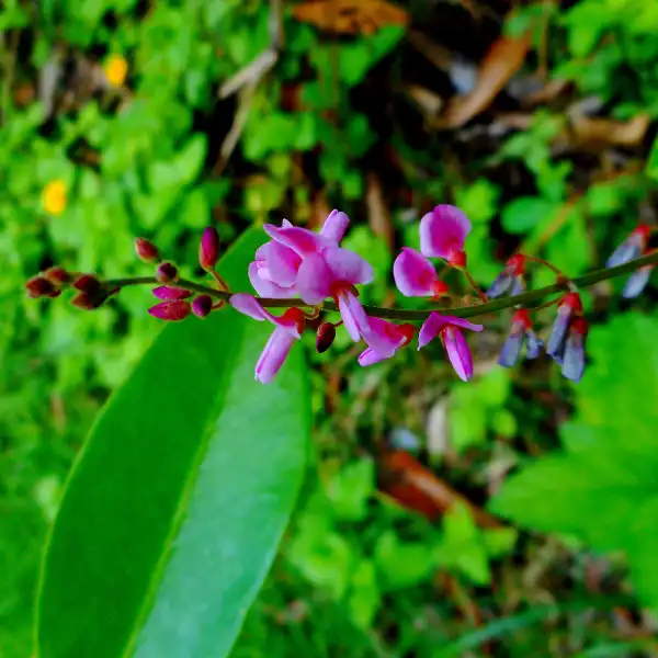 Desmodio (Desmodium adscendens)