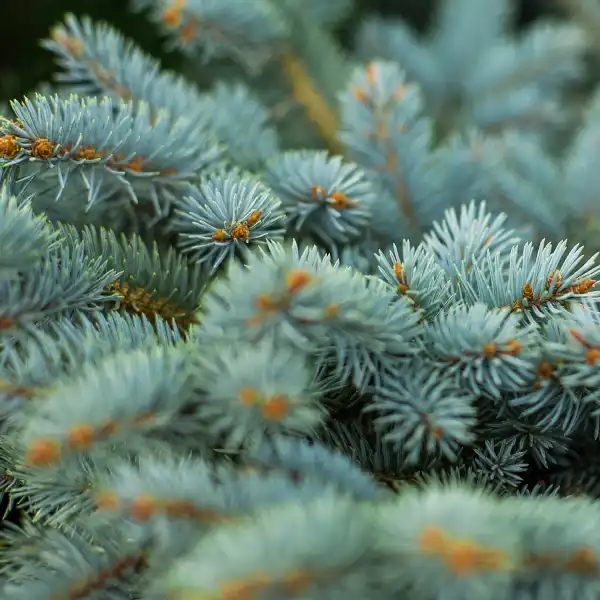 Enebro (Juniperus communis)