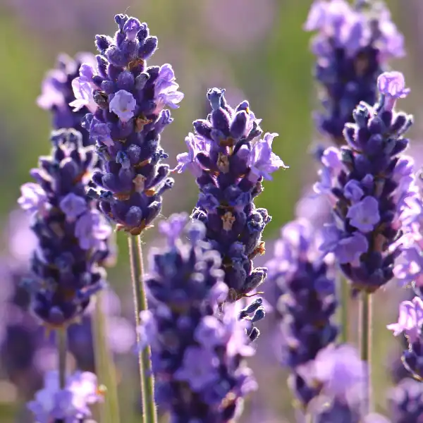 Espliego (Lavandula angustifolia)