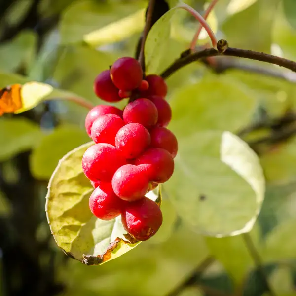 Esquisandra (Schisandra chinensis)