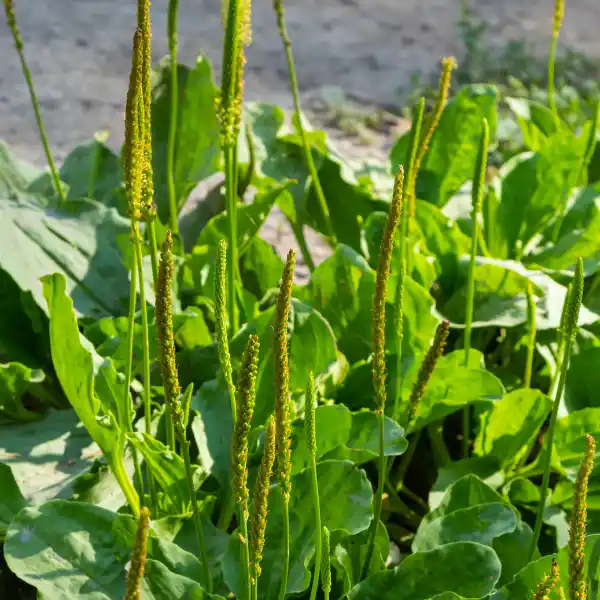 Extracto glicólico de llantén (Plantago major)