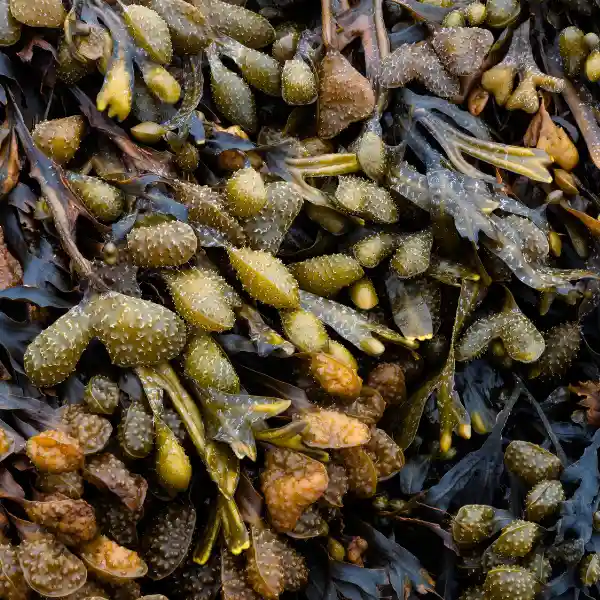 Fucus (Fucus vesiculosus)