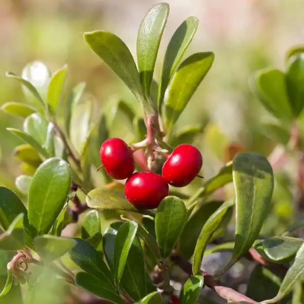 Gayuba (Arctostaphylos uva-ursi)