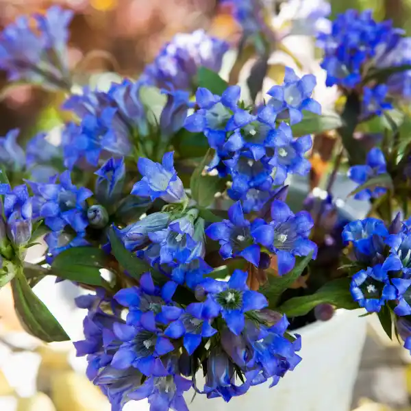 Genciana (Gentiana lutea)