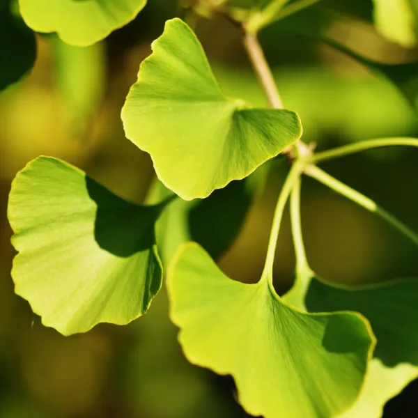 Ginkgo (Ginkgo biloba)