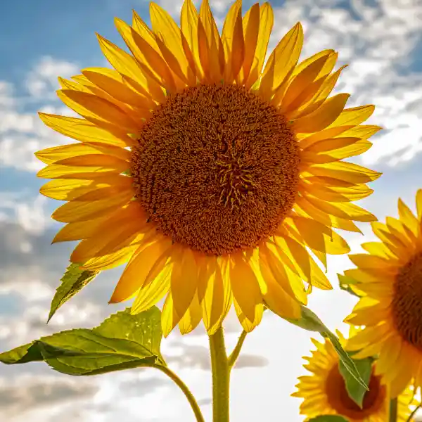 Girasol (Helianthus annuus)