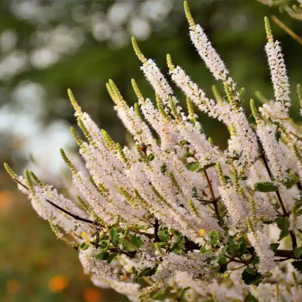 Guggul (Commiphora mukul)