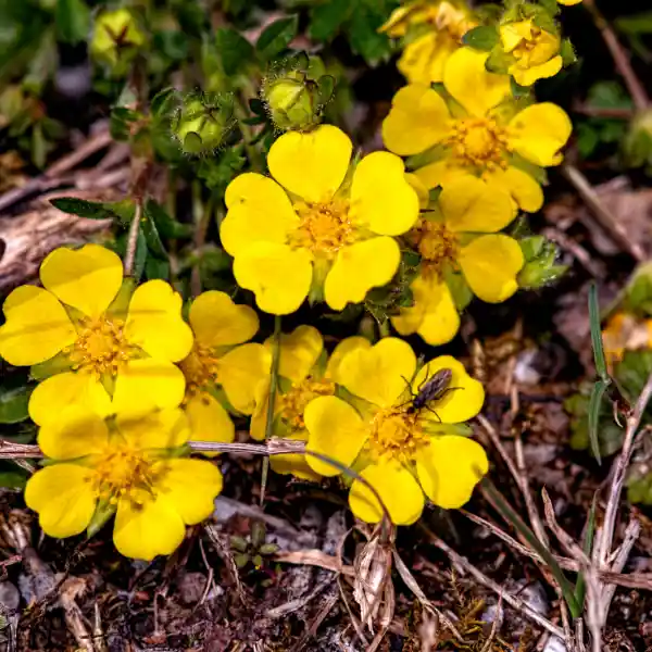 Heliantemo (Helianthemum nummularium)