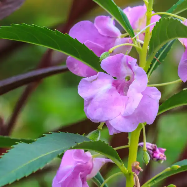 Impaciencia (Impatiens glandulifera)