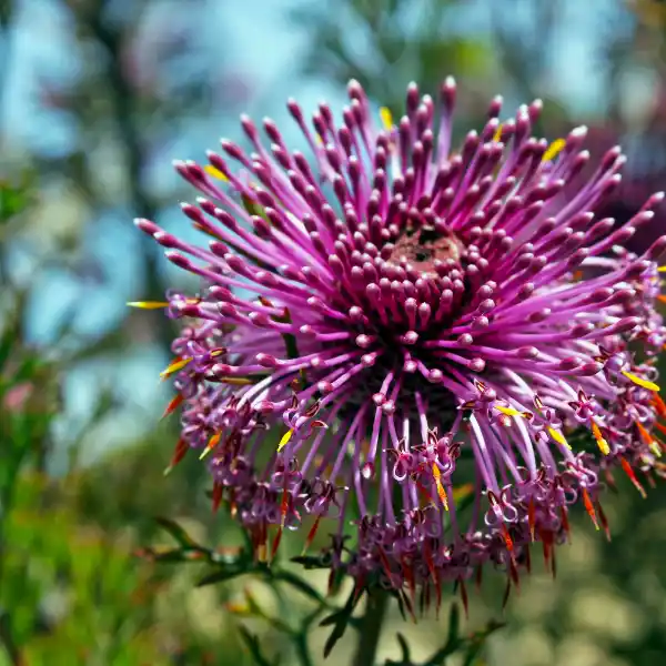 Isopogon (Isopogon anethifolius)