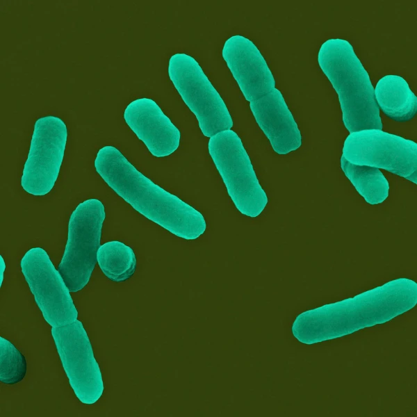 Lactobacillus gasseri