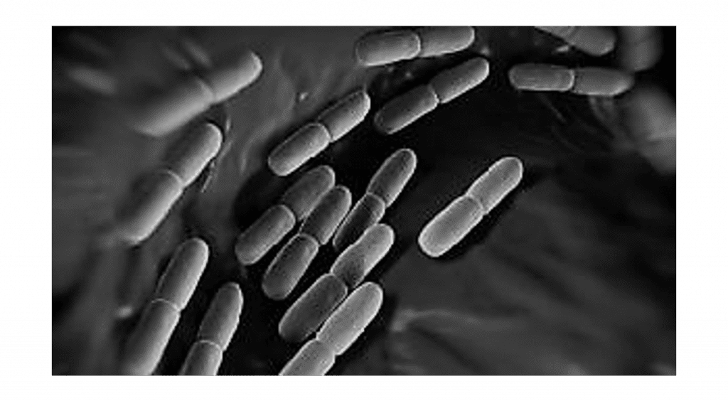 Lactobacillus salivarius Equisalud