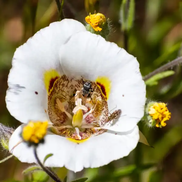 Lirio mariposa (Calochortus leichtlinii)