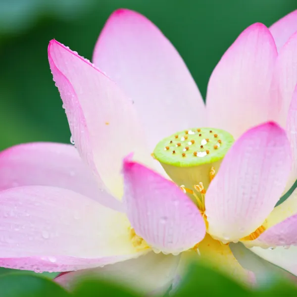 Lotus o loto (Nelumbo nucifera)