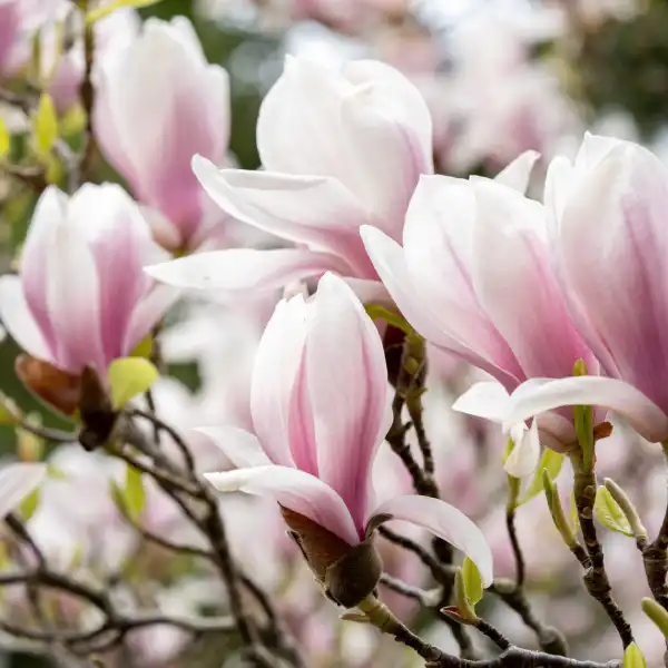 Magnolia (Magnolia grandiflora)