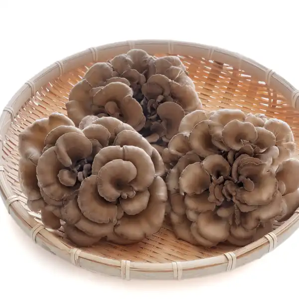 Maitake (Grifola frondosa)