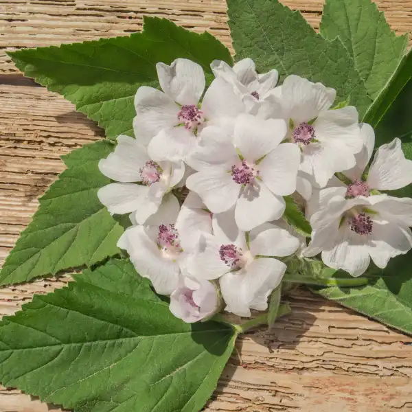 Malvavisco (Althaea officinalis)