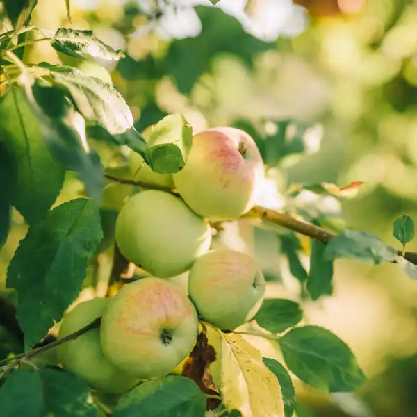 Manzano (Malus sylvestris)