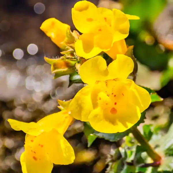 Mímulo (Mimulus guttatus)