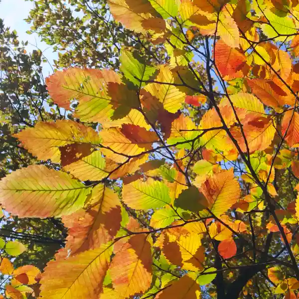 Olmo (Ulmus procera)