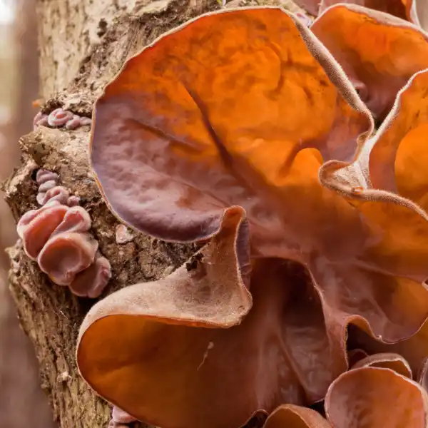 Oreja de Judas (Auricularia auricula judae)