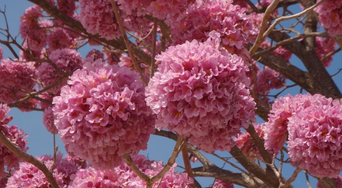 Pau D Arco Equisalud pau d arco equisalud